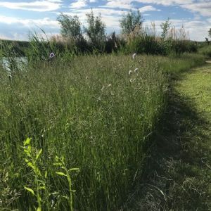 Naturnahes Ufer