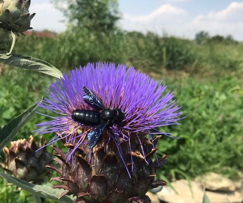 Naturnahe Gestaltung - Artischocke mit Holzbiene